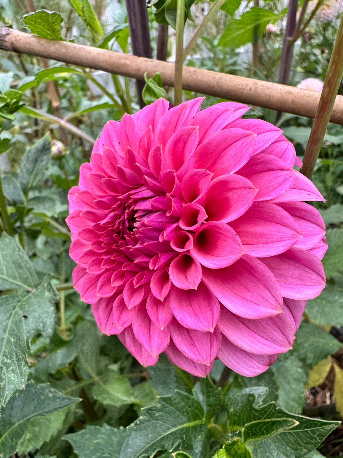 KA’s® Keltie Rose
