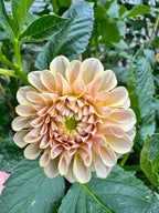 KA’s® Cinder Rose