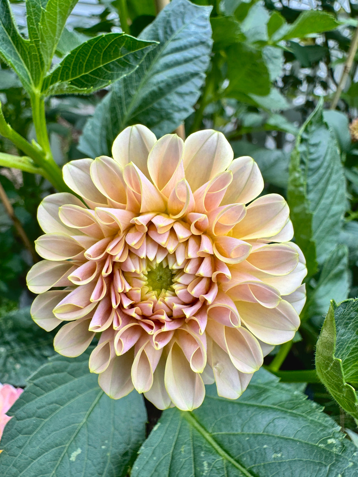 KA’s® Cinder Rose