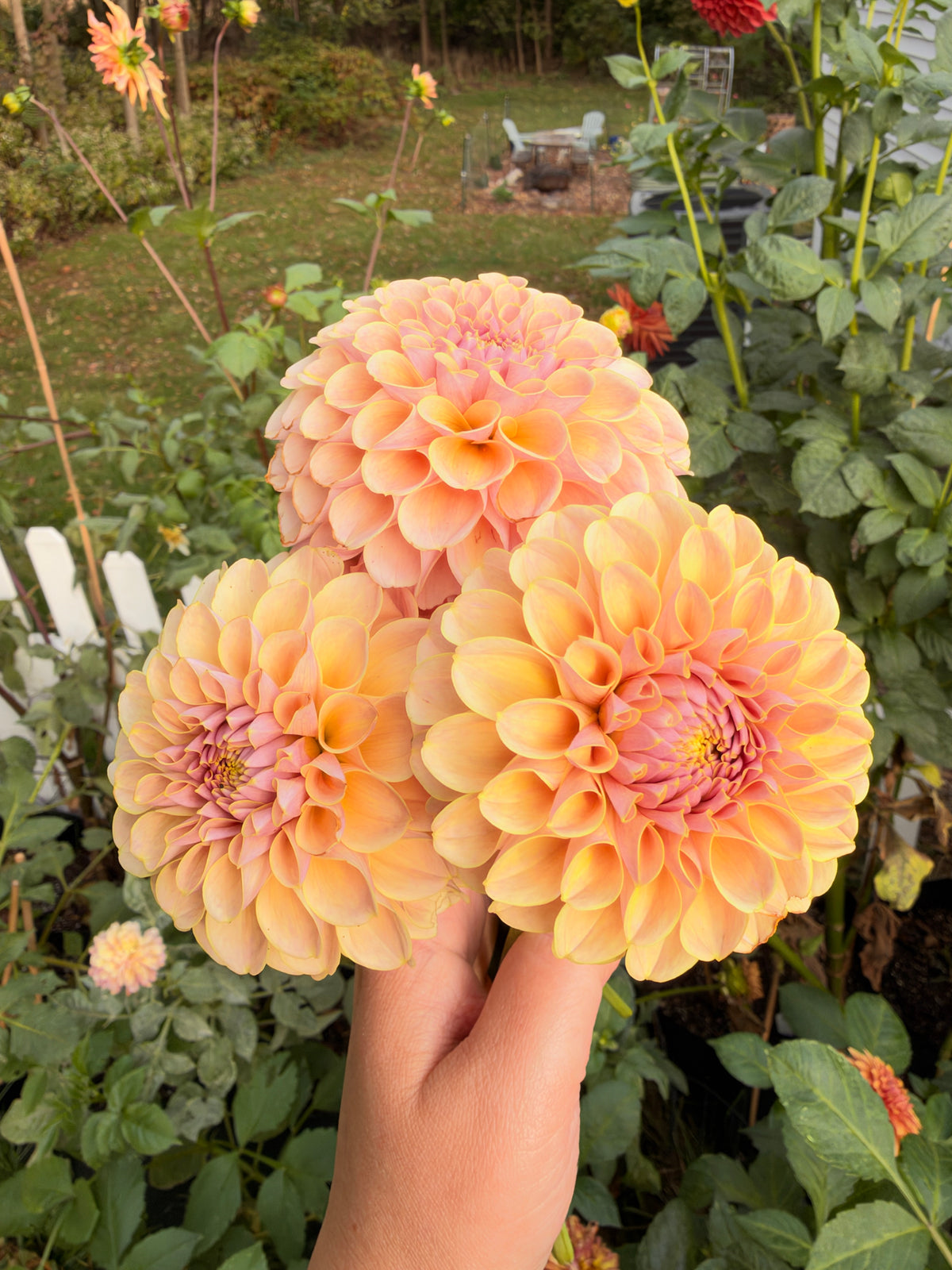 KA’s® Cinder Rose