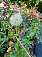 Ferncliff Pearl