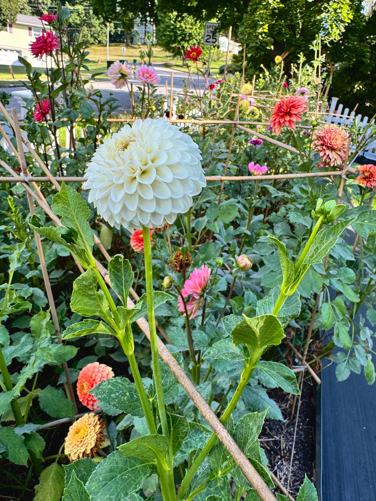 Ferncliff Pearl