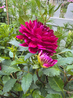 Sandia Bertha