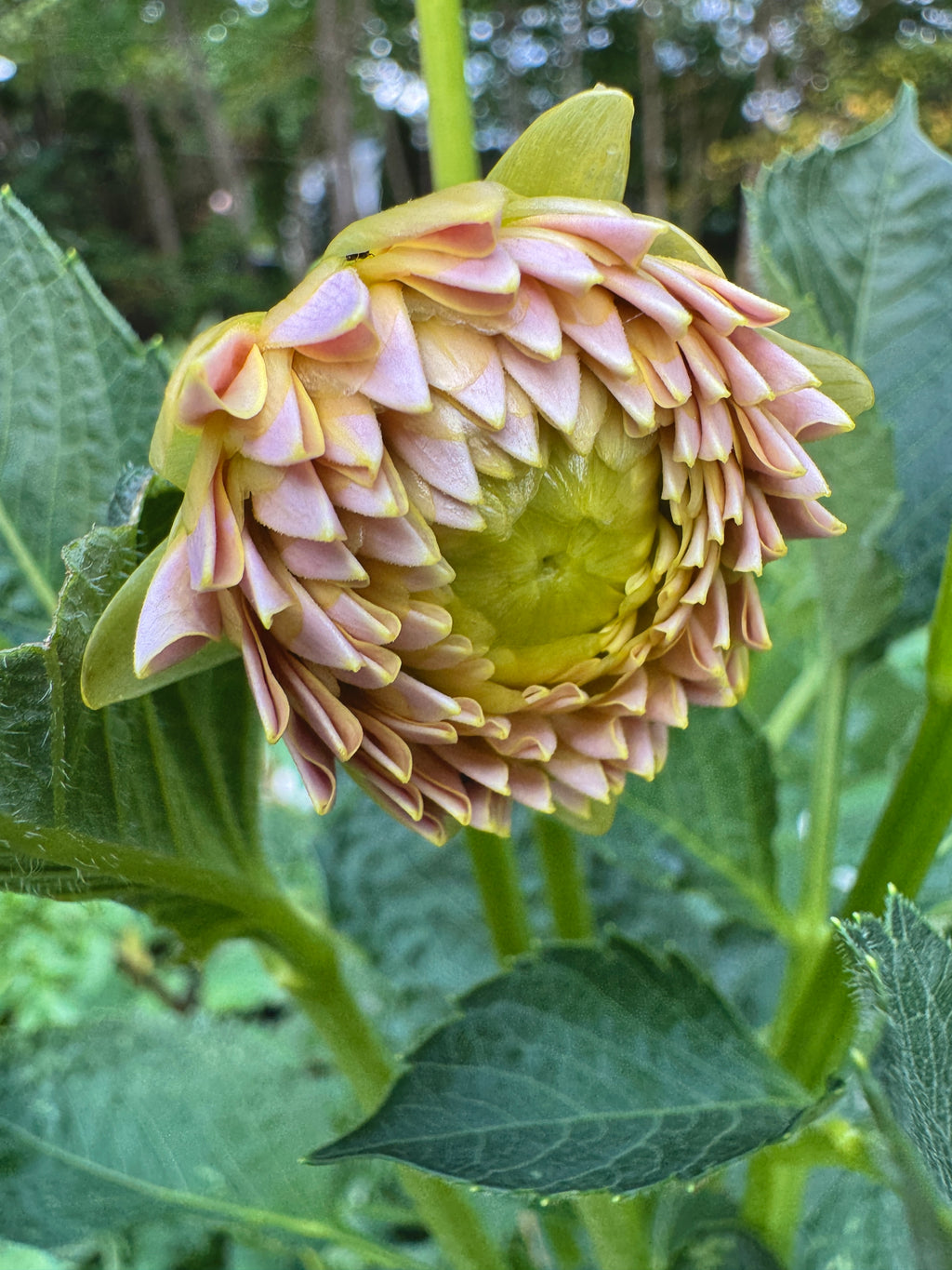 KA’s® Cinder Rose