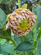 KA’s® Cinder Rose