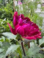 Sandia Bertha