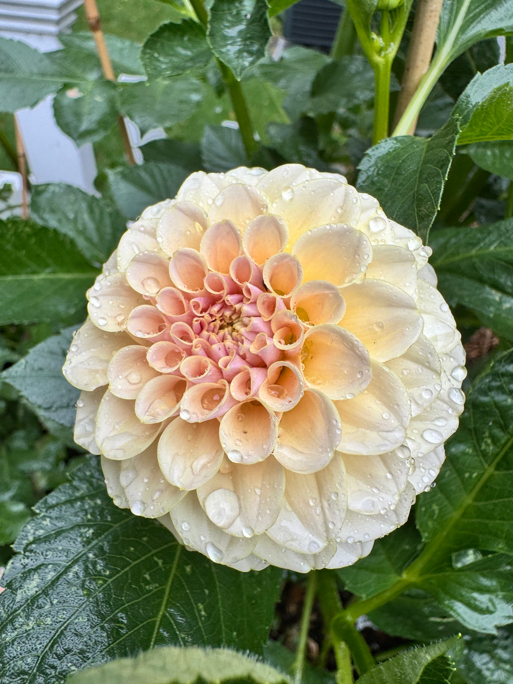KA’s® Cinder Rose