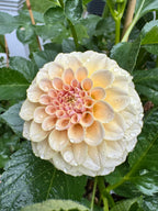 KA’s® Cinder Rose