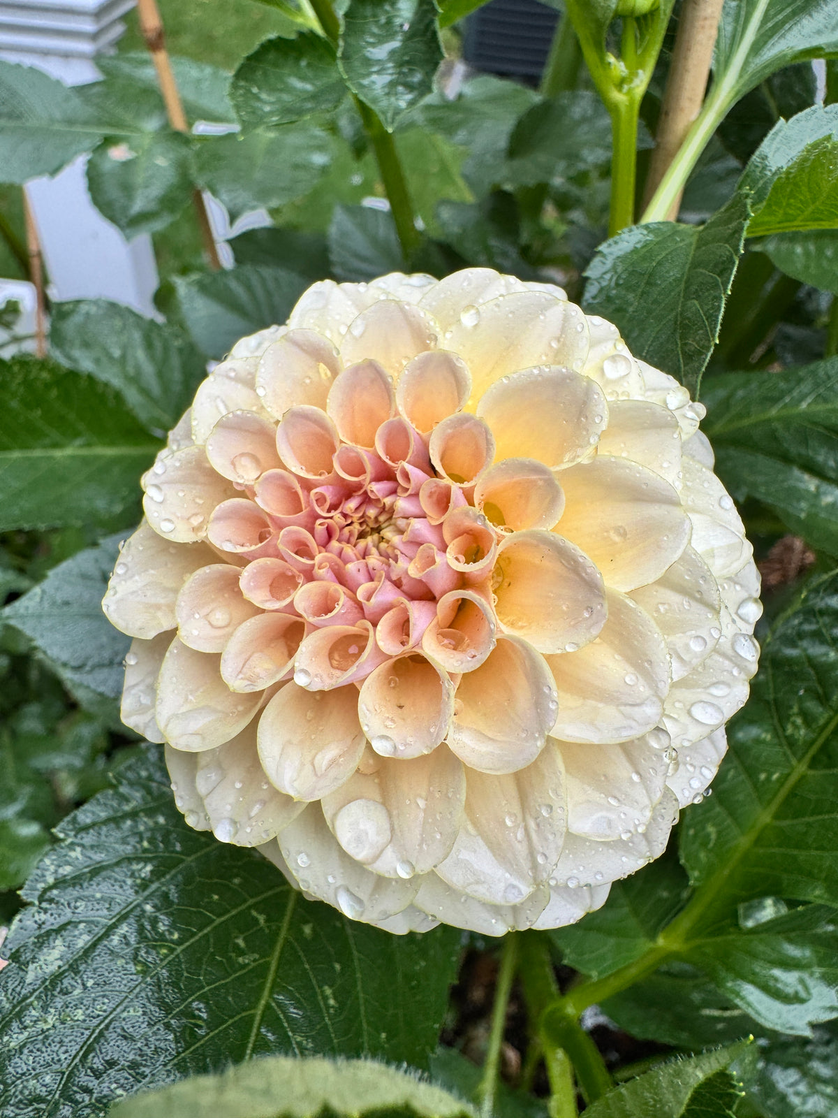 KA’s® Cinder Rose