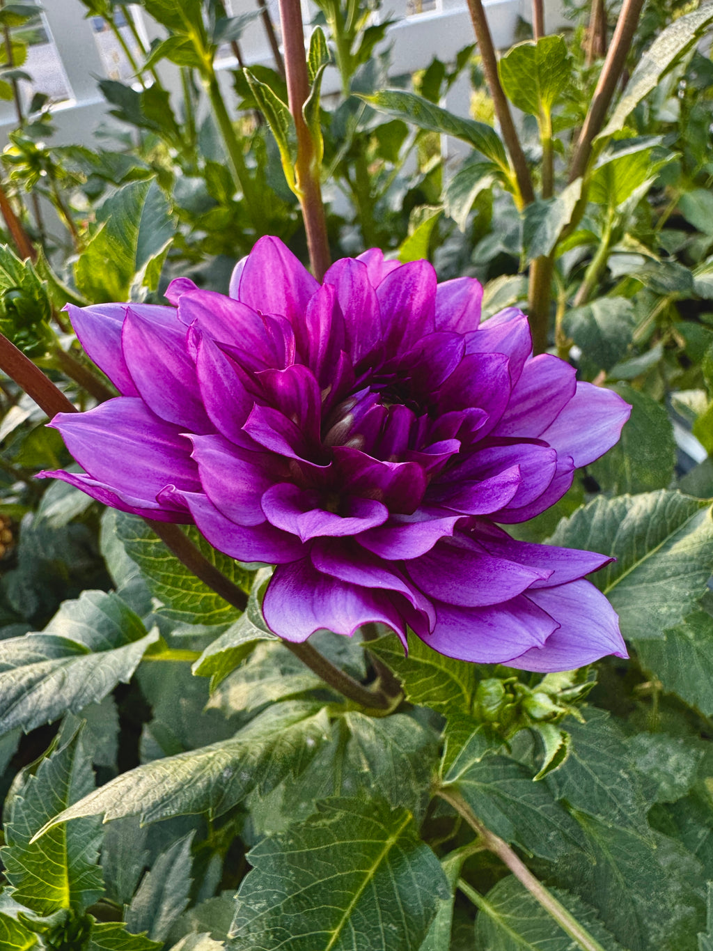 Blue Bell