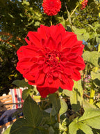 Babylon Red