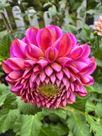 Hapet Coppery