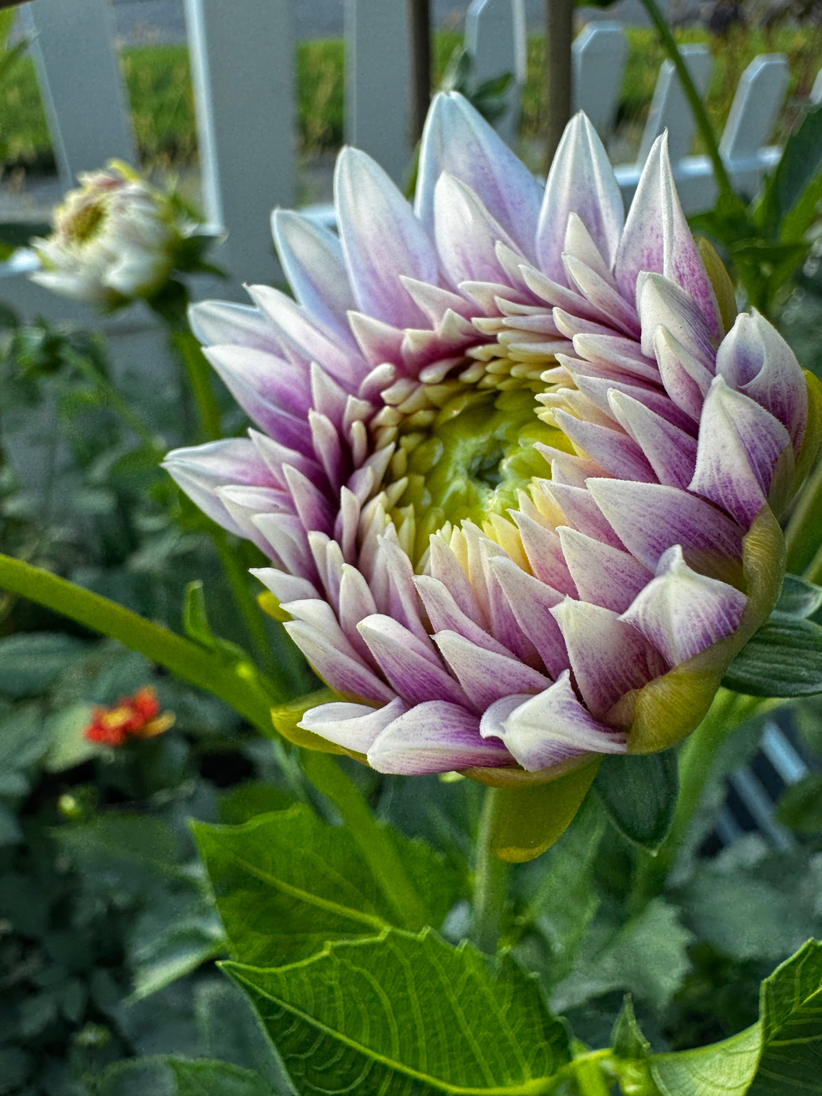 BJ's Dusty Rose
