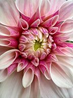 Florelie Antique
