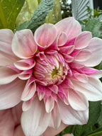 Florelie Antique