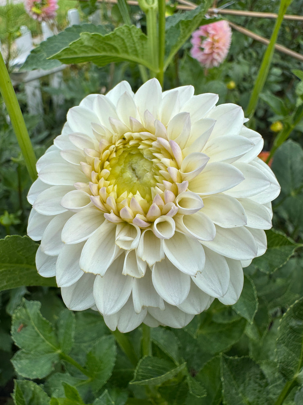 Ferncliff Pearl