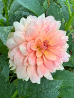 RM Peachy Pink