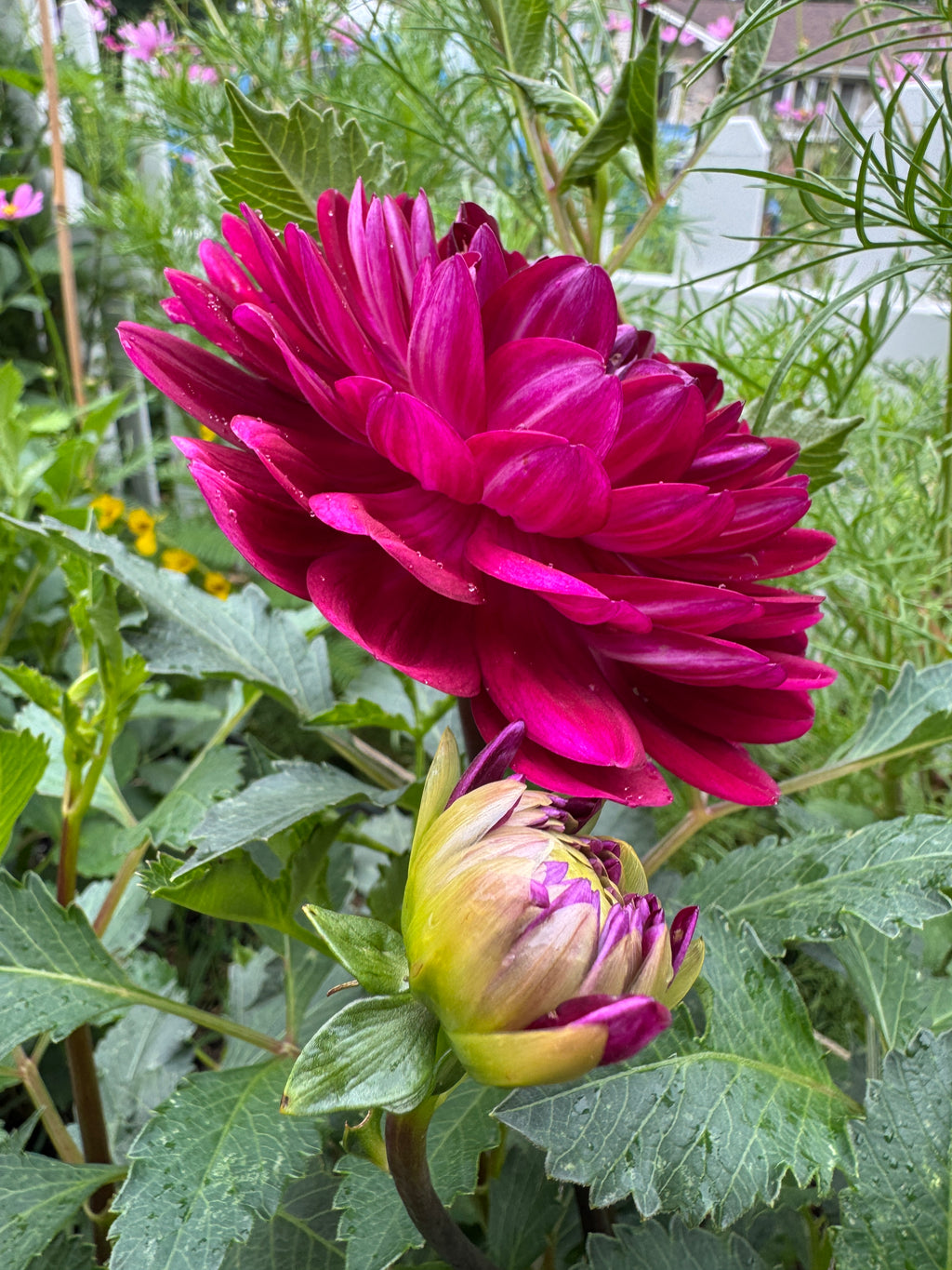 Sandia Bertha