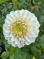 Ferncliff Pearl