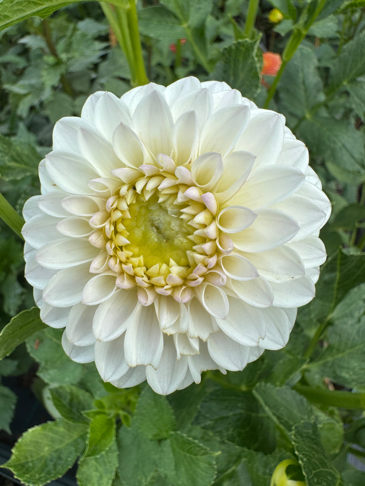 Ferncliff Pearl