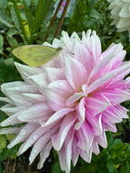 BJ's Dusty Rose