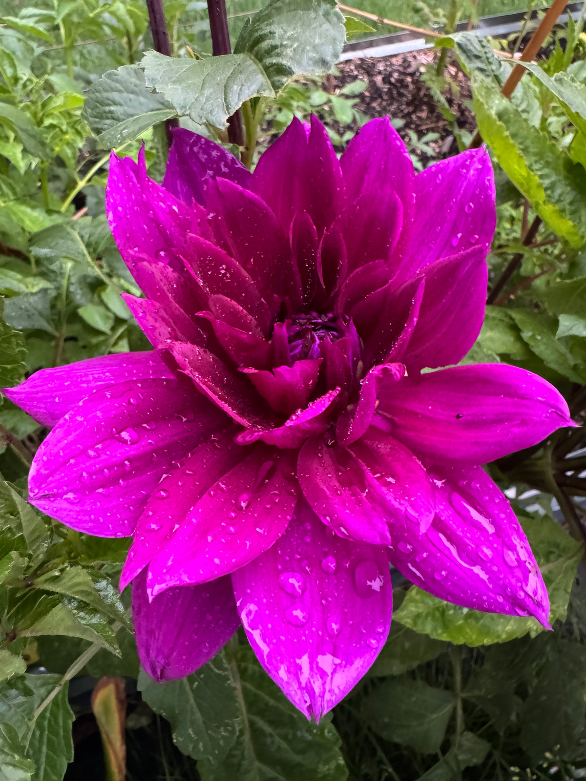 Thomas A Edison
