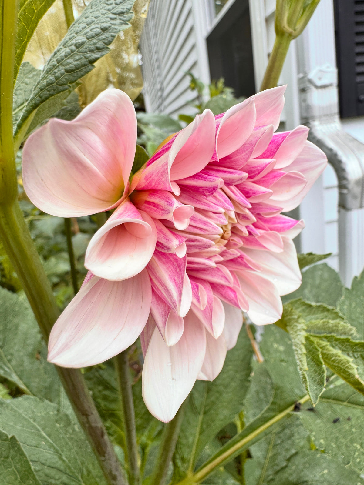 Florelie Antique