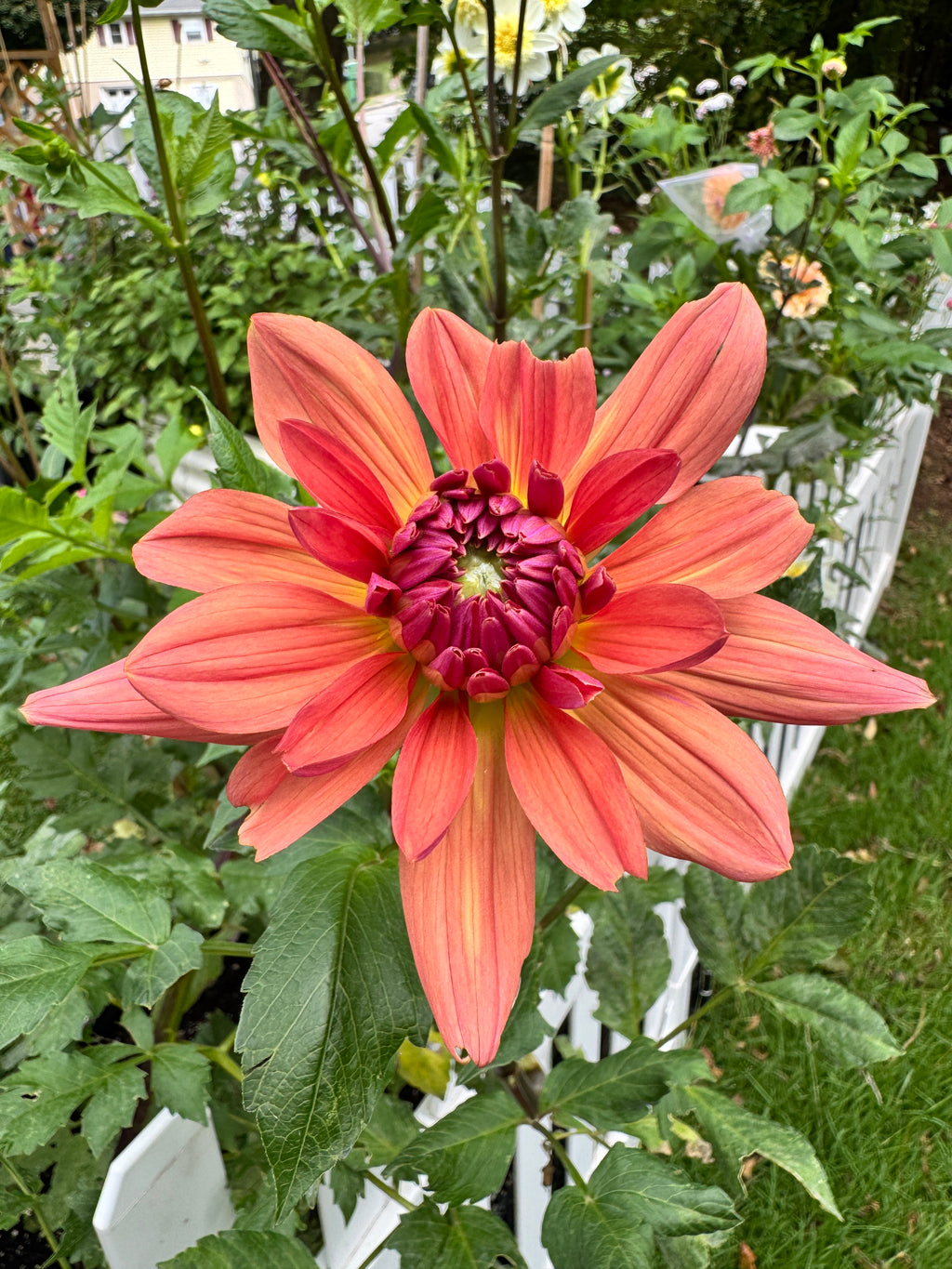 Dutch Pearl