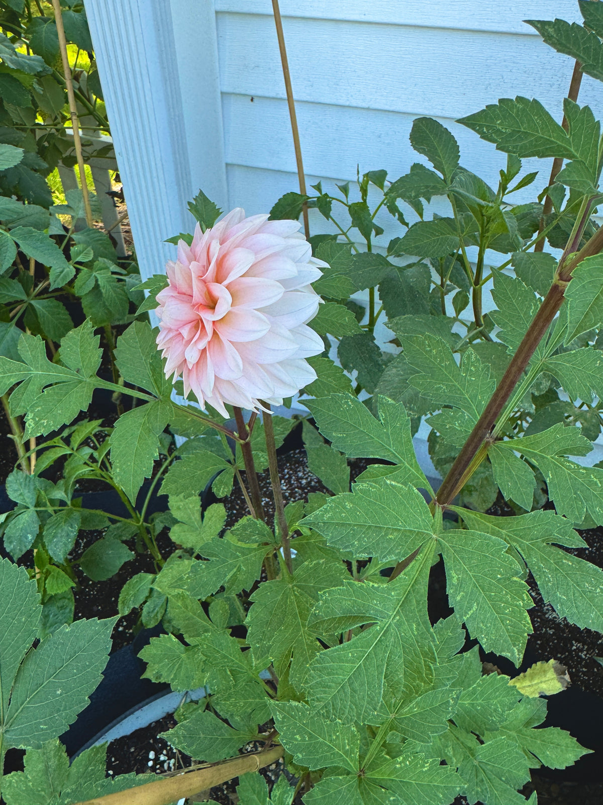 RM Baby Girl