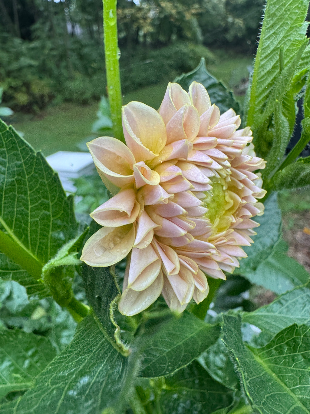 KA’s® Cinder Rose