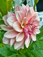 Florelie Antique