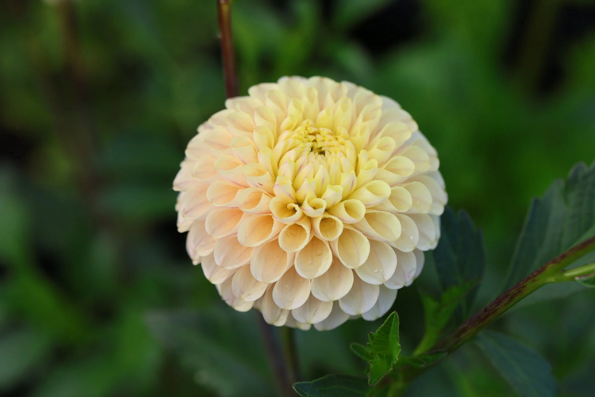 20th Ave Gwen dahlia
