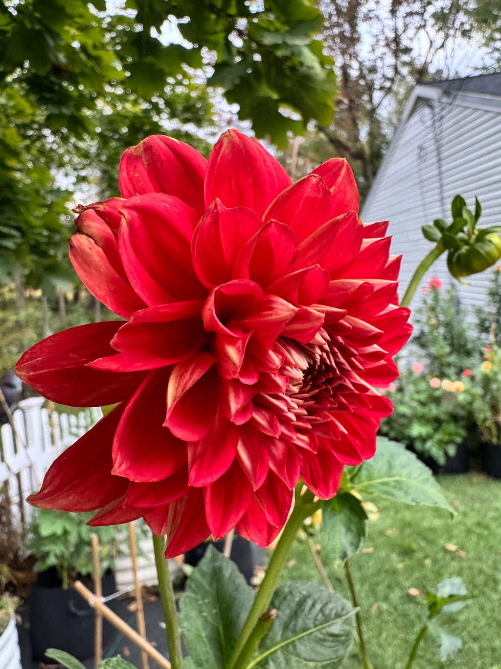 Babylon Red