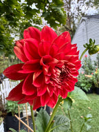 Babylon Red