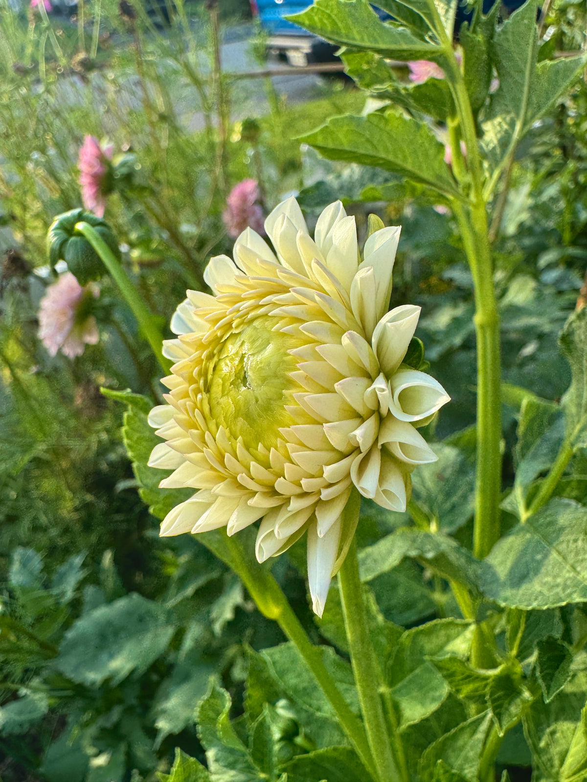 Ferncliff Pearl