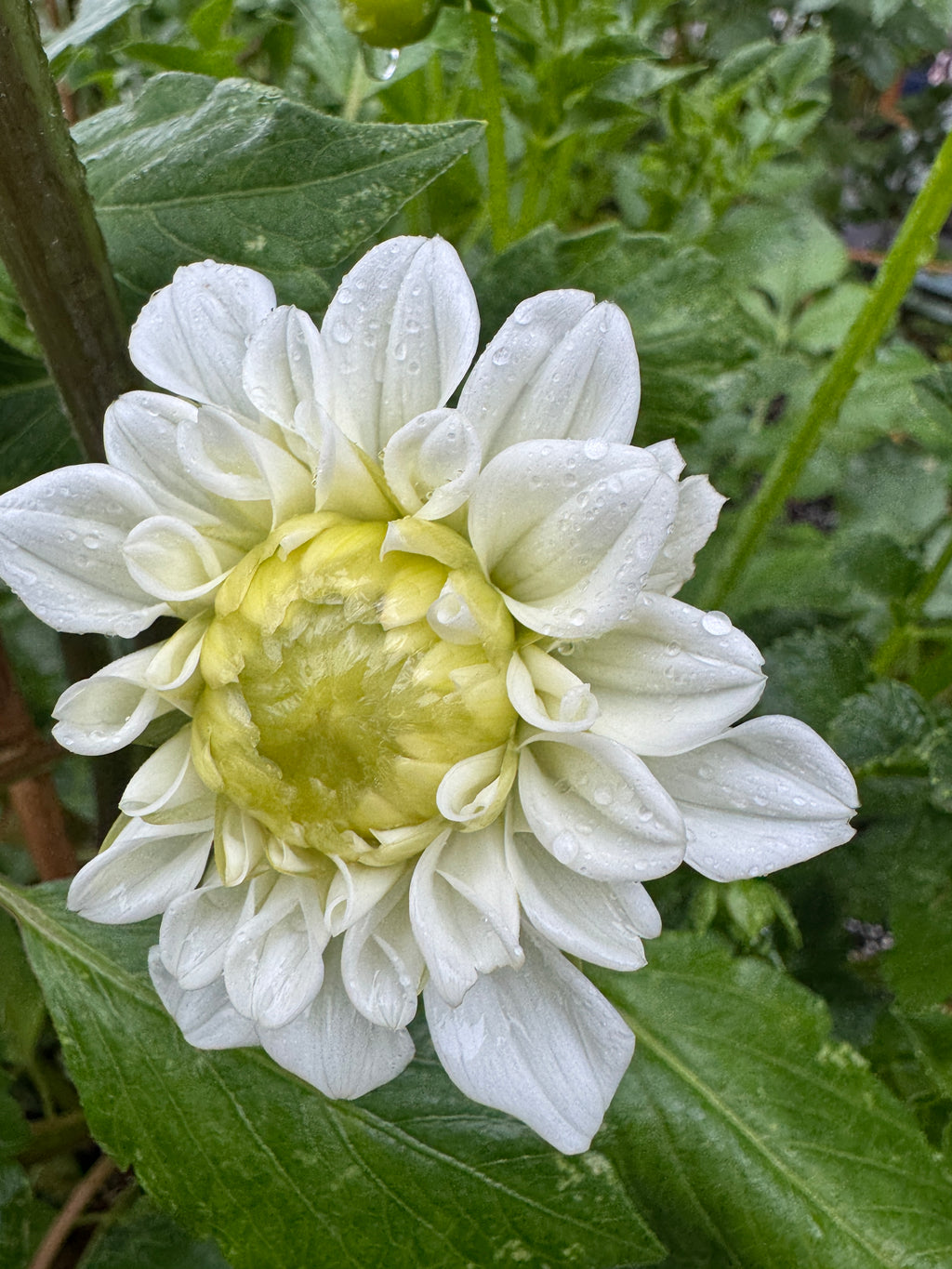 White Fawn