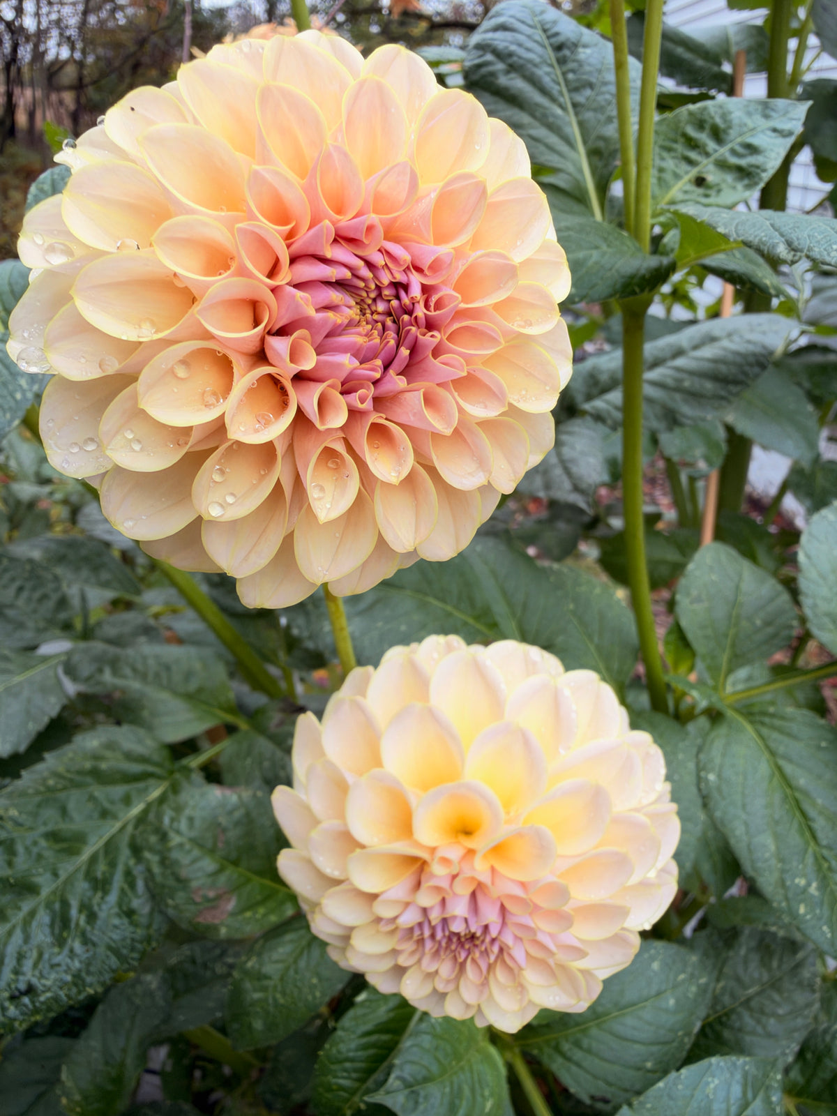 KA’s® Cinder Rose