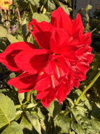 Babylon Red