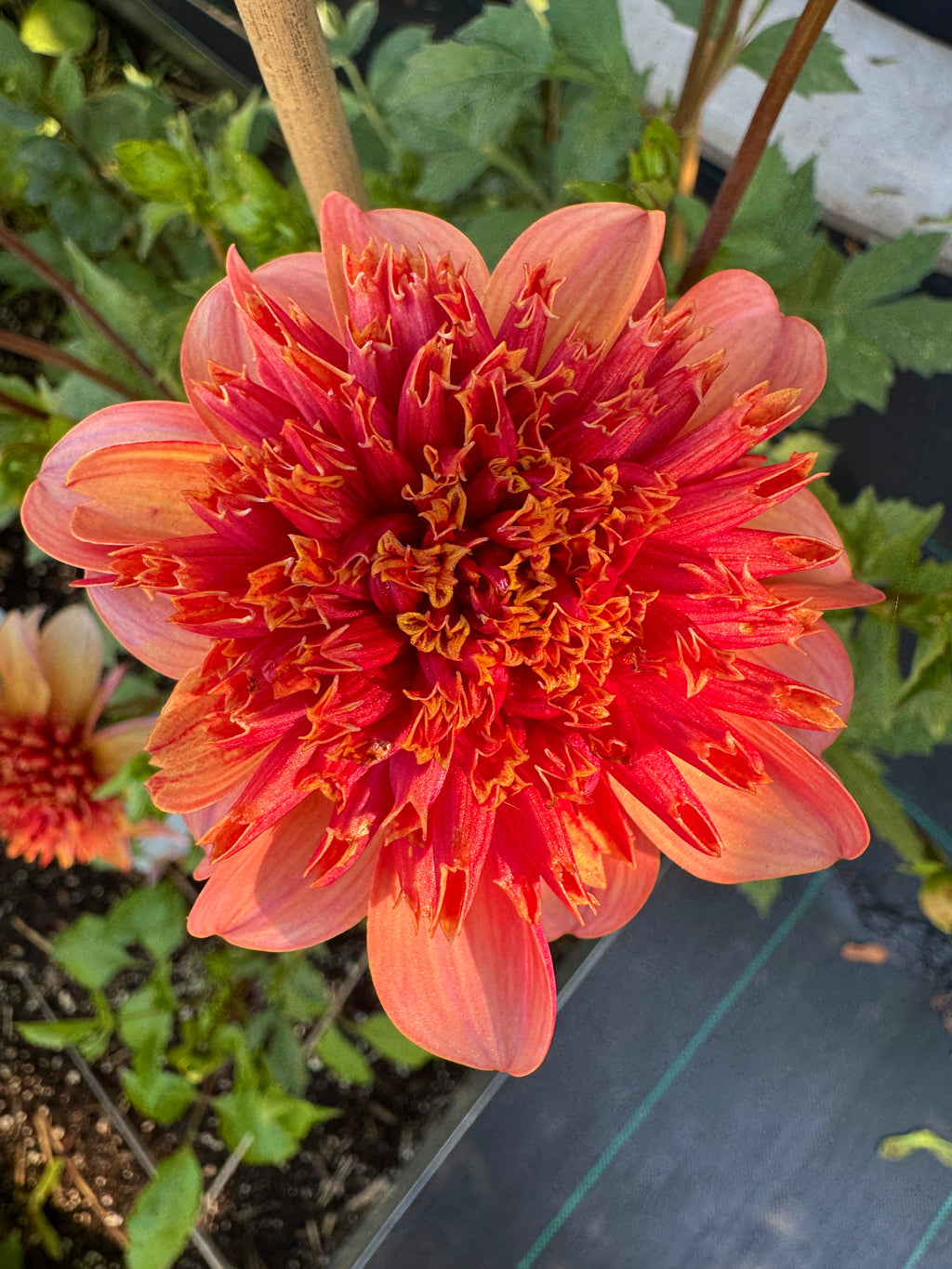 Totally Tangerine