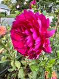 Sandia Nocturne