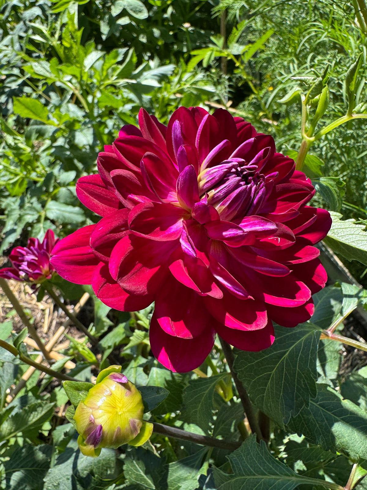 Sandia Bertha