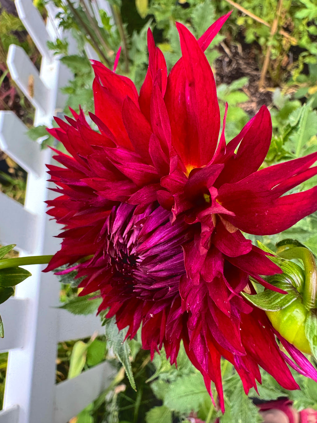 Ron's Dark Ember