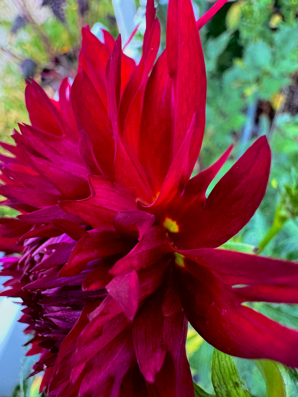 Ron's Dark Ember