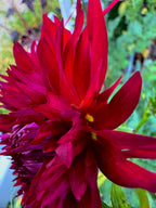 Ron's Dark Ember
