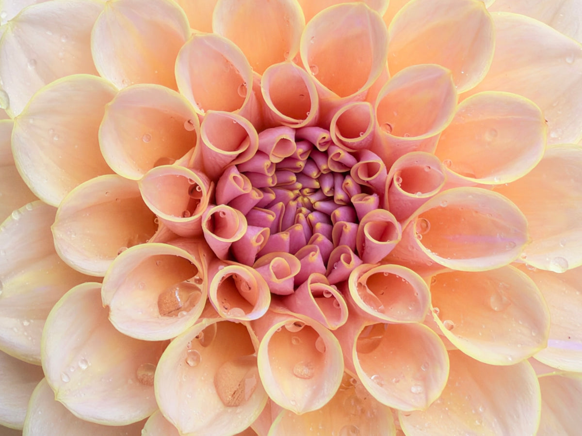 KA’s® Cinder Rose