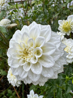 White Fawn