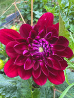 Sandia Bertha