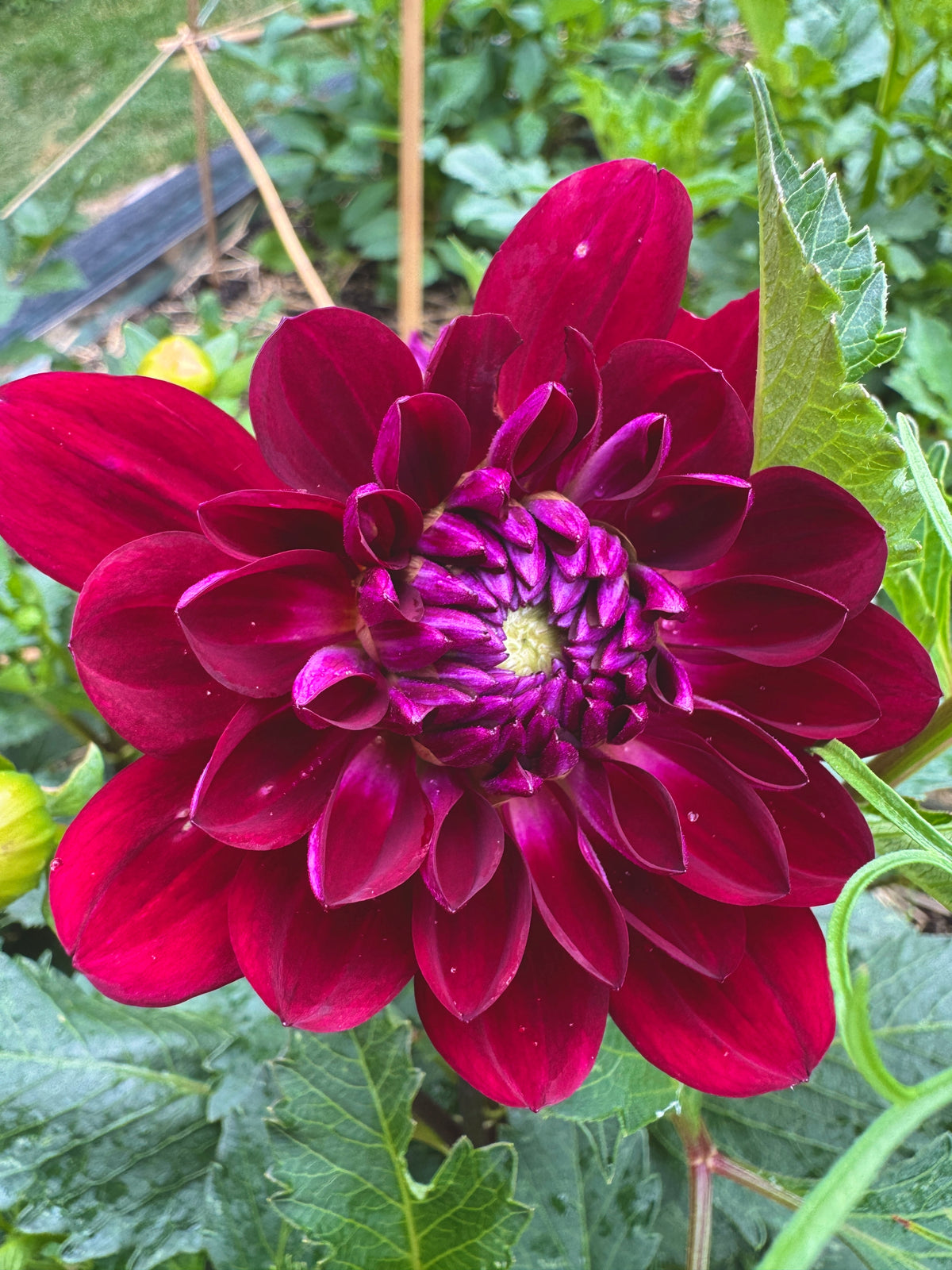 Sandia Bertha