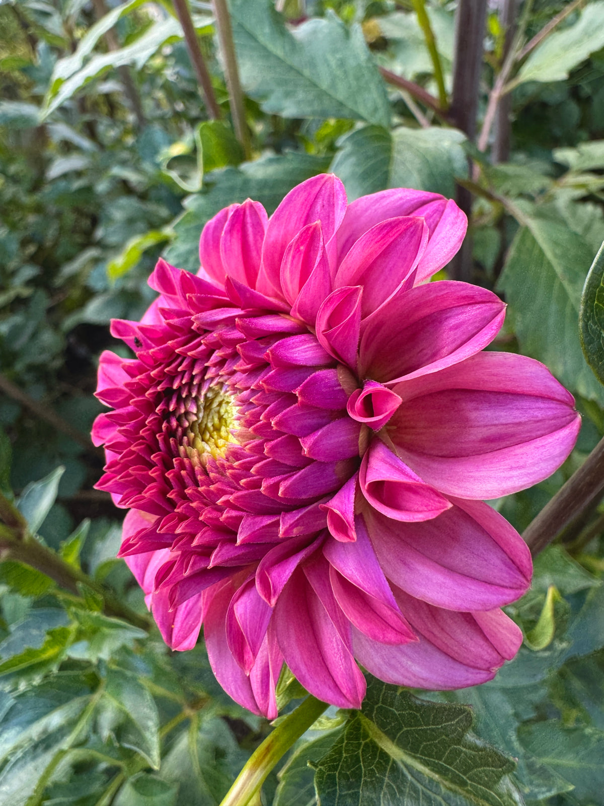 KA’s® Keltie Rose