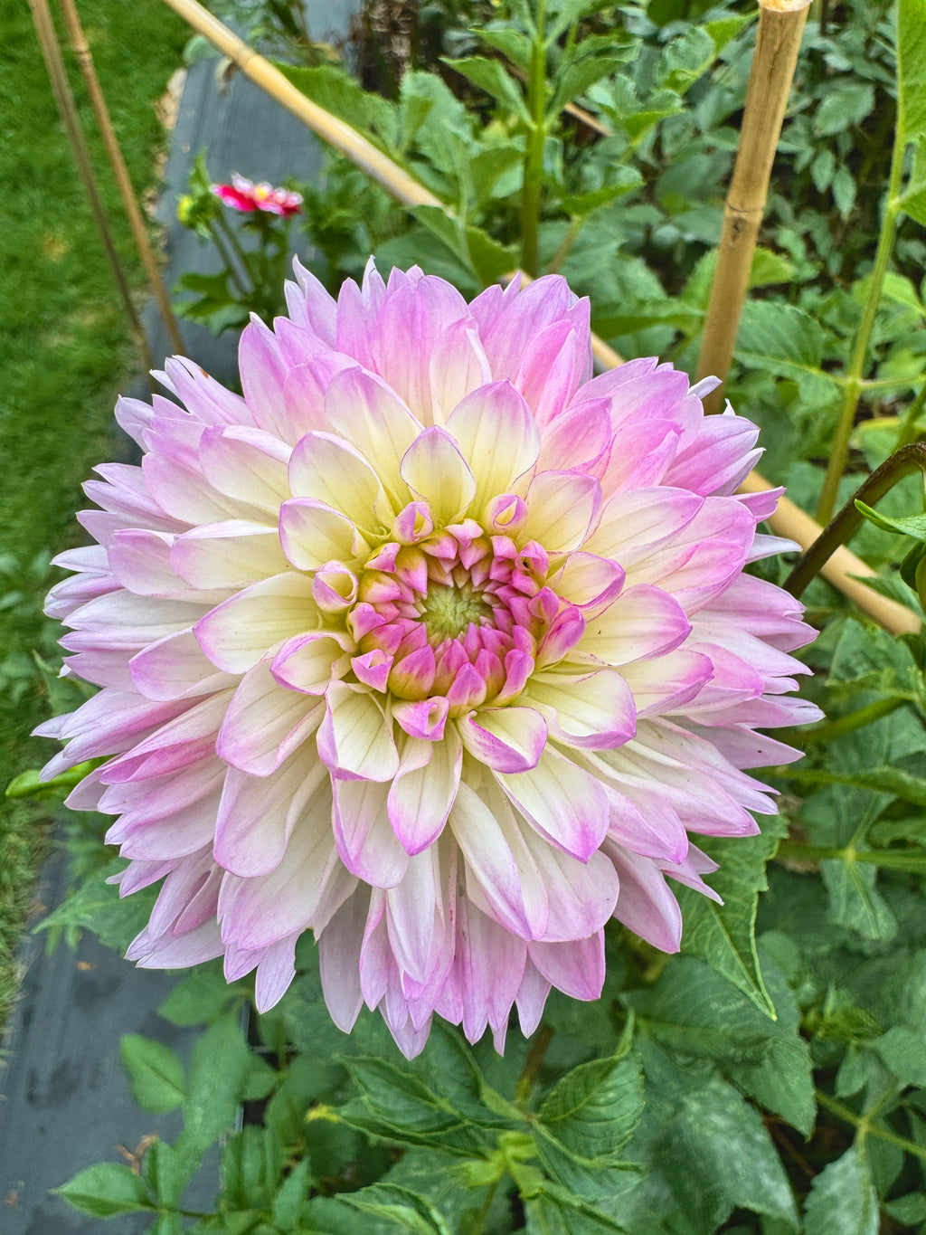 Sandia Melody